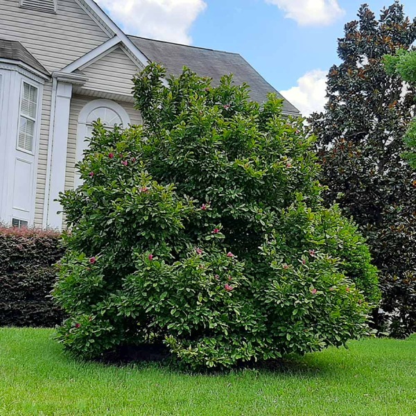 Ann Magnolia Tulip Tree