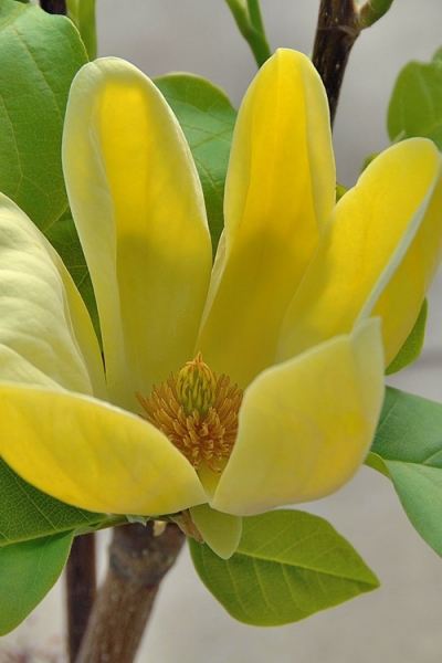 Yellow Bird Magnolia Tulip Tree
