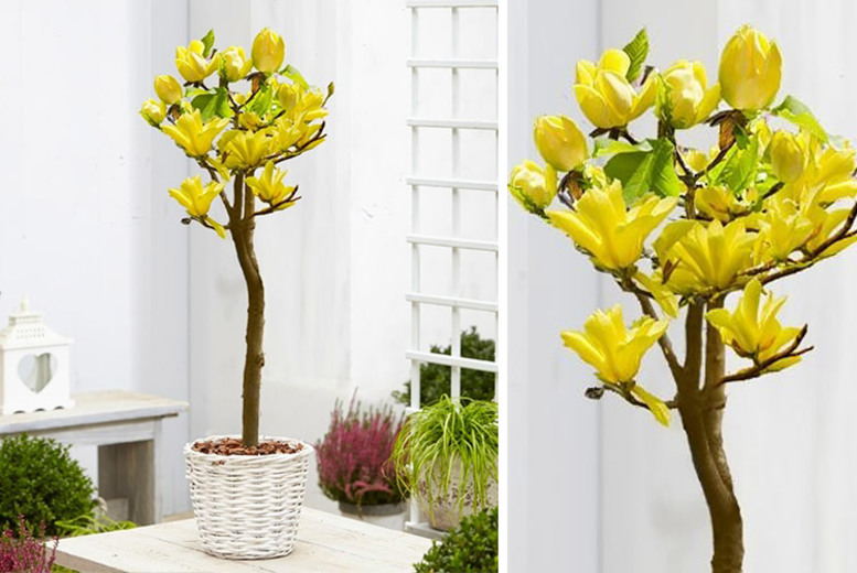 Yellow Bird Magnolia Tulip Tree