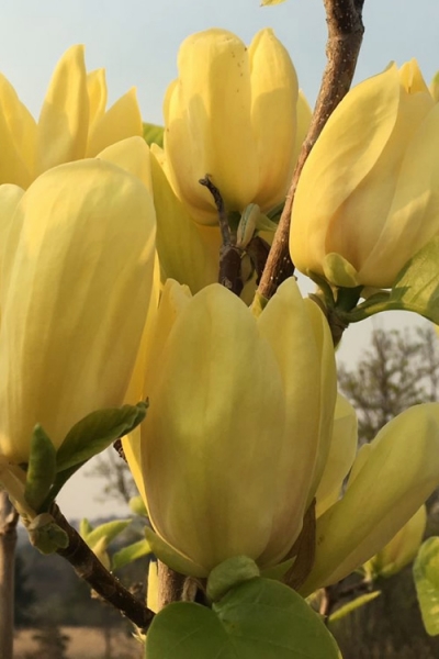 Yellow Bird Magnolia Tulip Tree