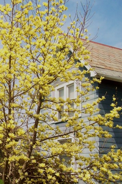 Yellow Bird Magnolia Tulip Tree