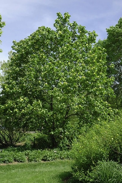 Yellow Bird Magnolia Tulip Tree