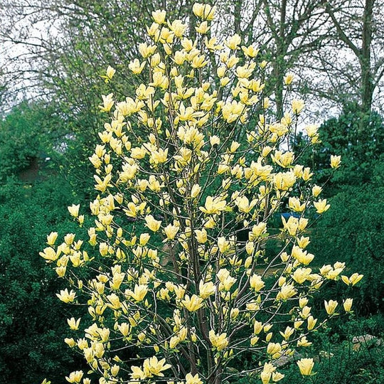 Yellow Bird Magnolia Tulip Tree
