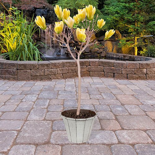 Yellow Bird Magnolia Tulip Tree