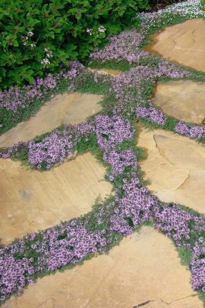 Elfin Creeping Thyme