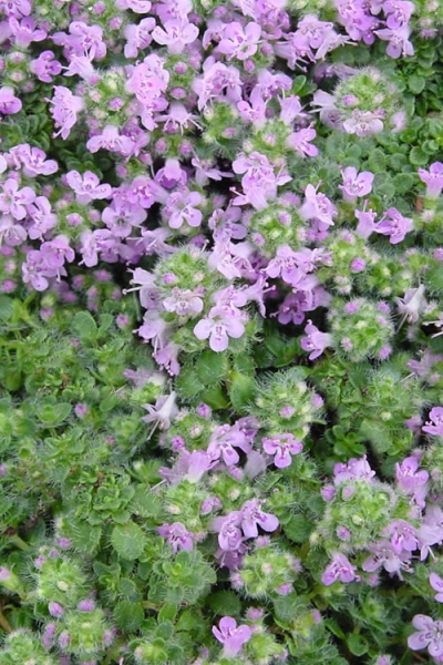 Elfin Creeping Thyme