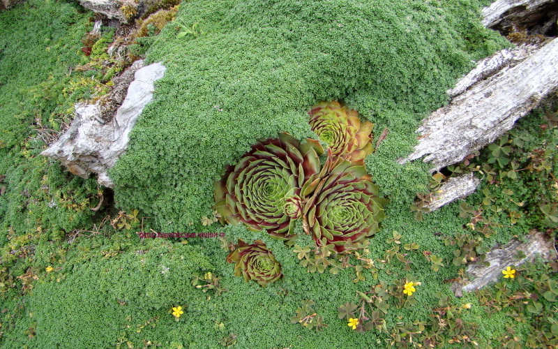 Elfin Creeping Thyme