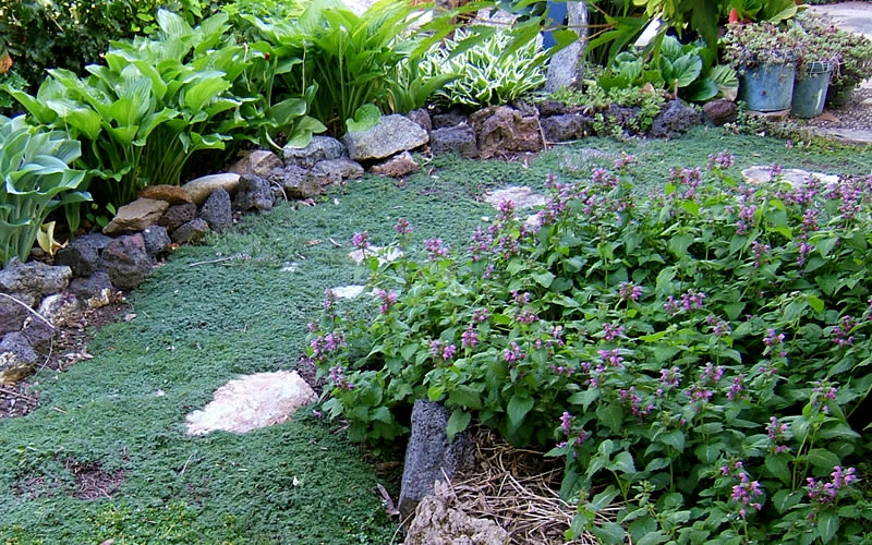 Elfin Creeping Thyme
