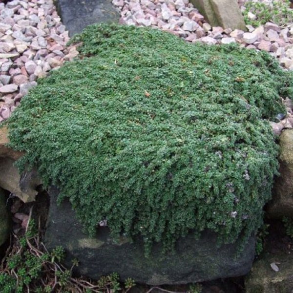 Elfin Creeping Thyme