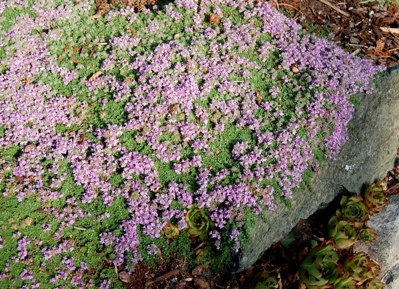 Elfin Creeping Thyme