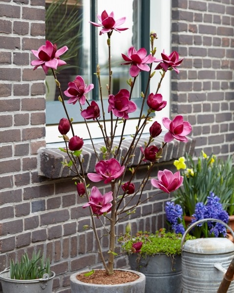 Genie Magnolia Tulip Tree
