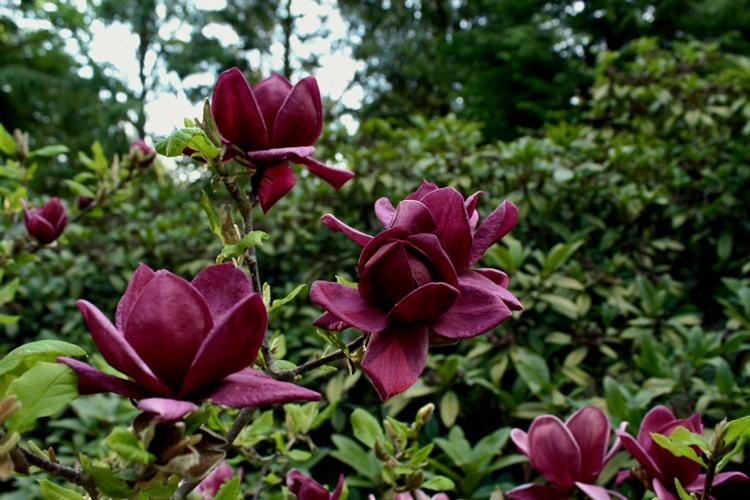 Genie Magnolia Tulip Tree