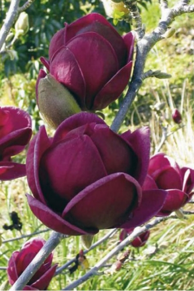 Genie Magnolia Tulip Tree