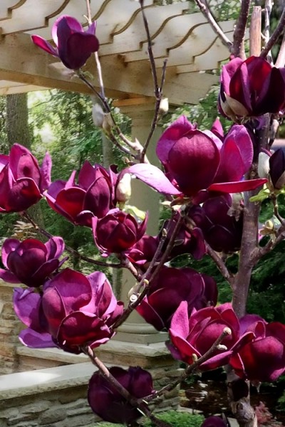Genie Magnolia Tulip Tree