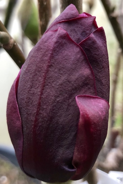 Genie Magnolia Tulip Tree