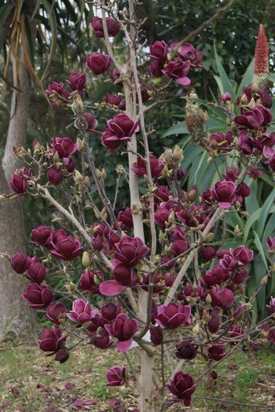 Genie Magnolia Tulip Tree