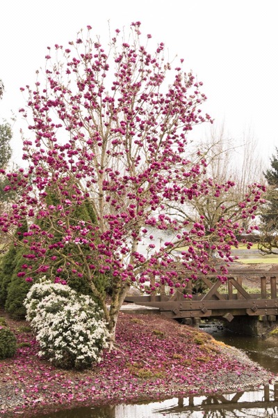 Genie Magnolia Tulip Tree