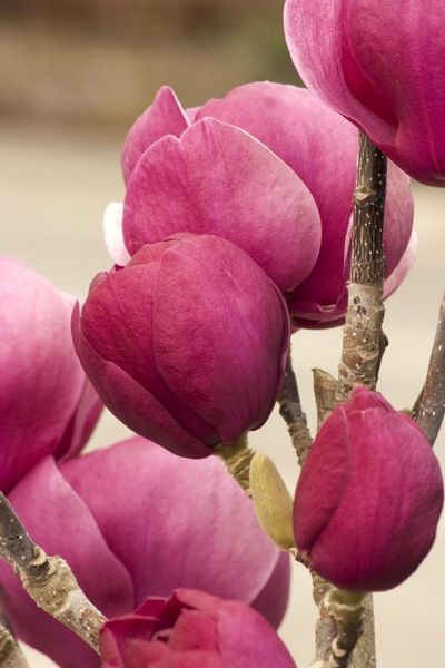 Genie Magnolia Tulip Tree