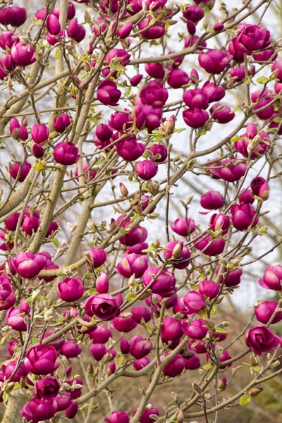 Genie Magnolia Tulip Tree