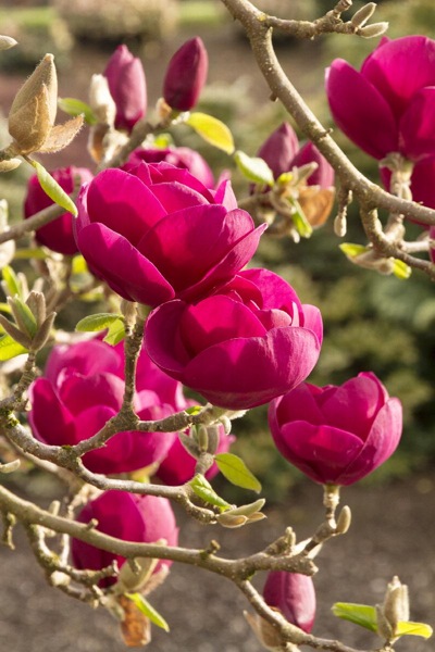 Genie Magnolia Tulip Tree