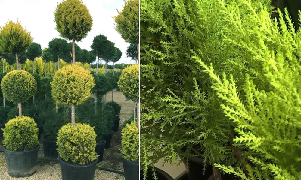 Goldcrest Monterey Lemon Cypress Spiral Topiary