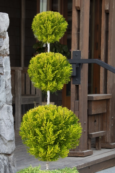 Goldcrest Monterey Lemon Cypress Spiral Topiary