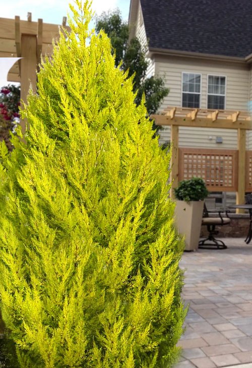 Goldcrest Monterey Lemon Cypress Spiral Topiary