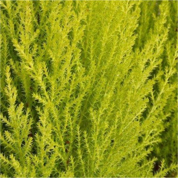 Goldcrest Monterey Lemon Cypress Spiral Topiary