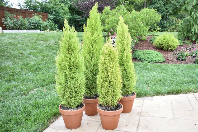 Goldcrest Monterey Lemon Cypress Spiral Topiary