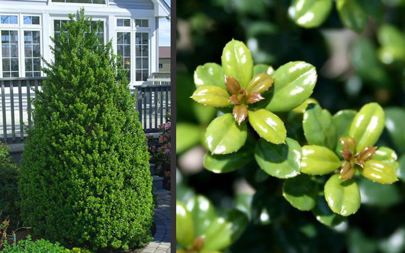 Steeds Pyramidal Japanese Holly