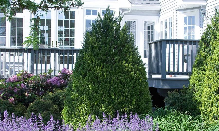 Steeds Pyramidal Japanese Holly