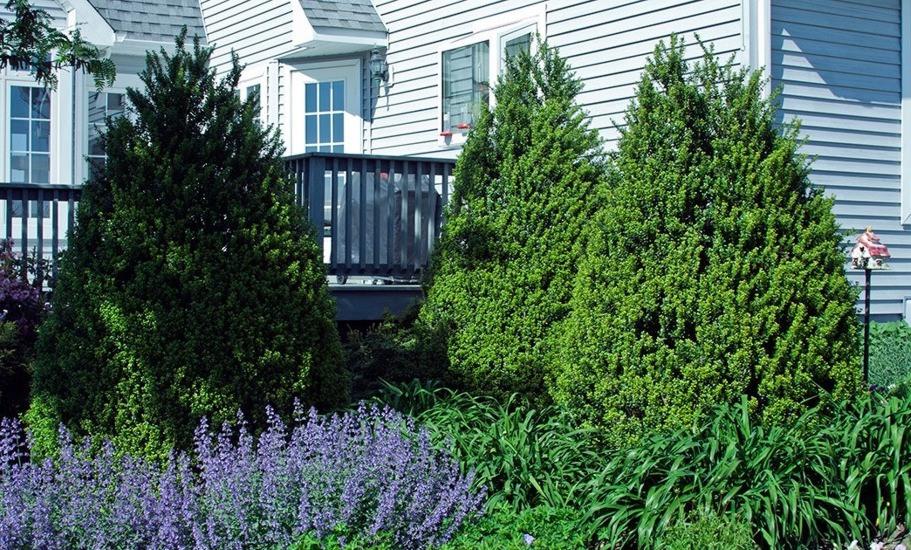 Steeds Pyramidal Japanese Holly