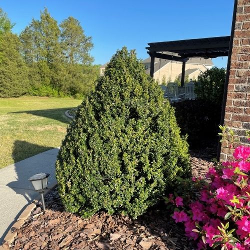 Steeds Pyramidal Japanese Holly