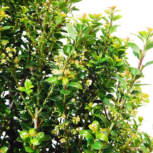 Steeds Pyramidal Japanese Holly