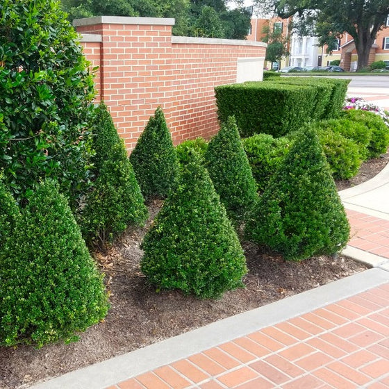 Steeds Pyramidal Japanese Holly