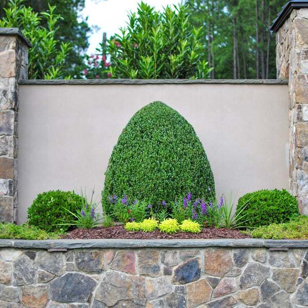 Steeds Pyramidal Japanese Holly
