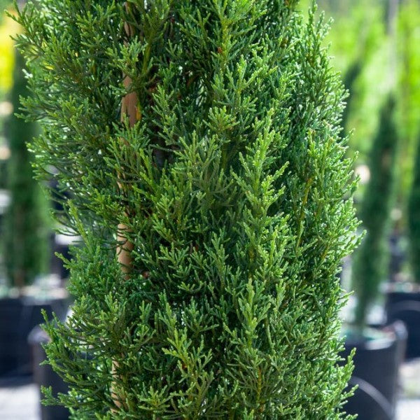 Italian Cypress