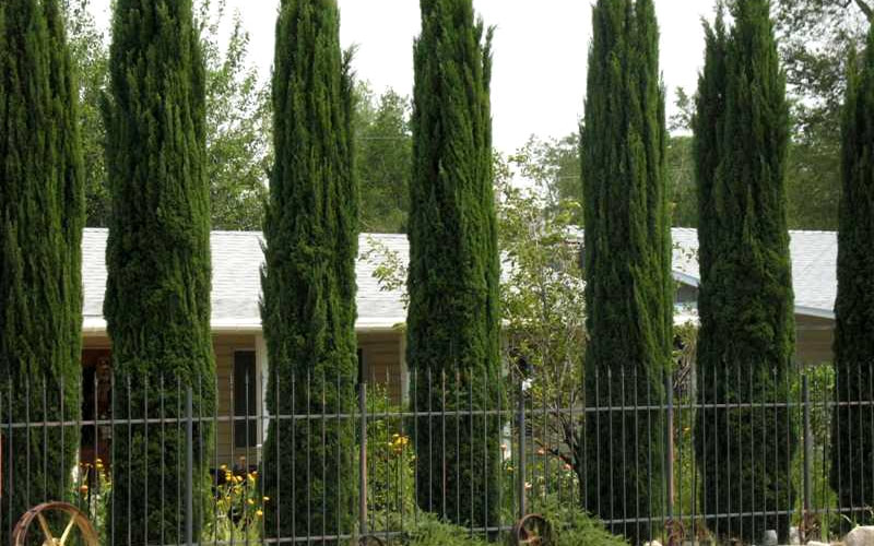 Italian Cypress