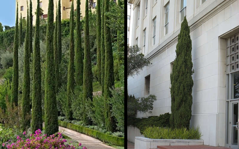 Italian Cypress