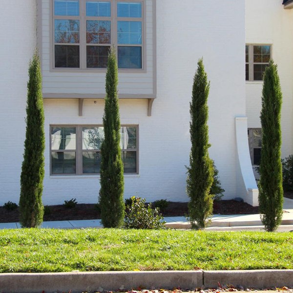 Growing The Italian Cypress (cupressus Sempervirens Glauca), Perennial 