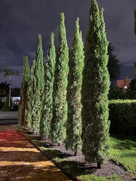 Italian Cypress