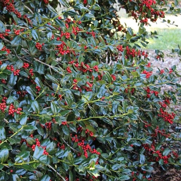 Nellie R. Stevens Holly