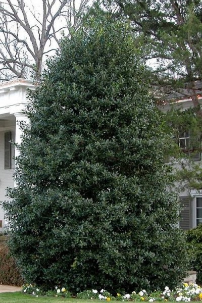 Nellie R. Stevens Holly