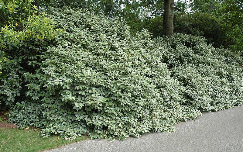 Fruitland Elaeagnus Silverberry