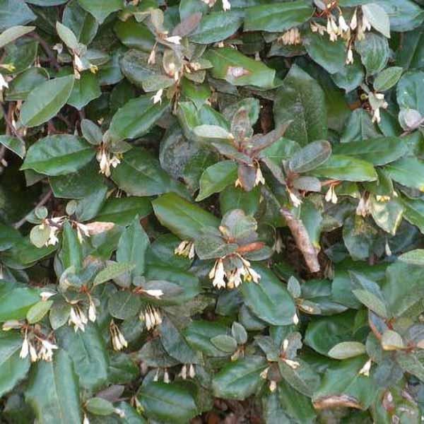 Fruitland Elaeagnus Silverberry