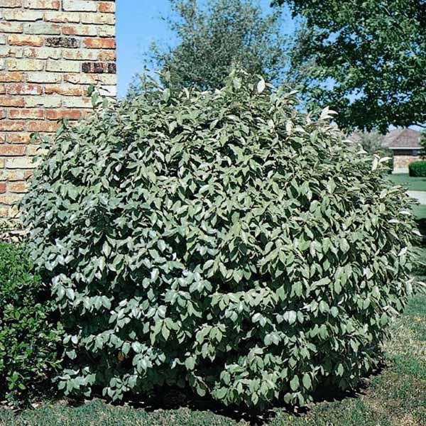Fruitland Elaeagnus Silverberry