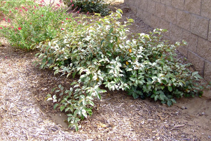 Fruitland Elaeagnus Silverberry
