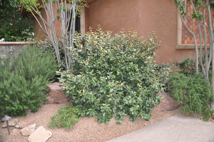 Fruitland Elaeagnus Silverberry