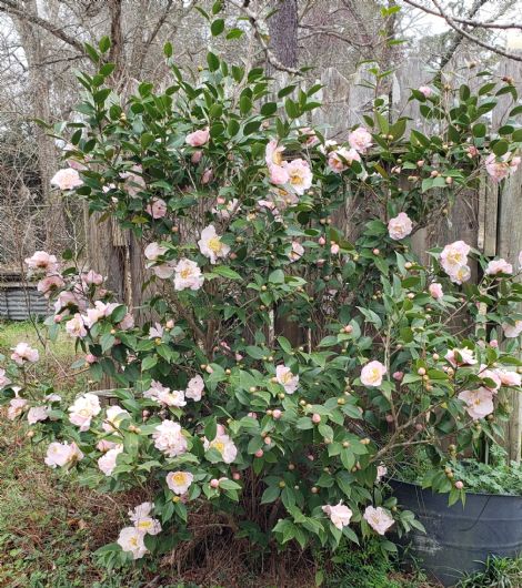 High Fragrance Camellia Hybrid