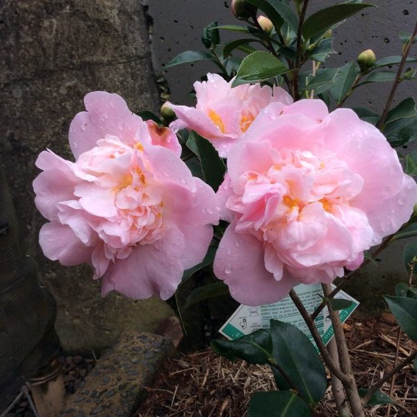 High Fragrance Camellia Hybrid